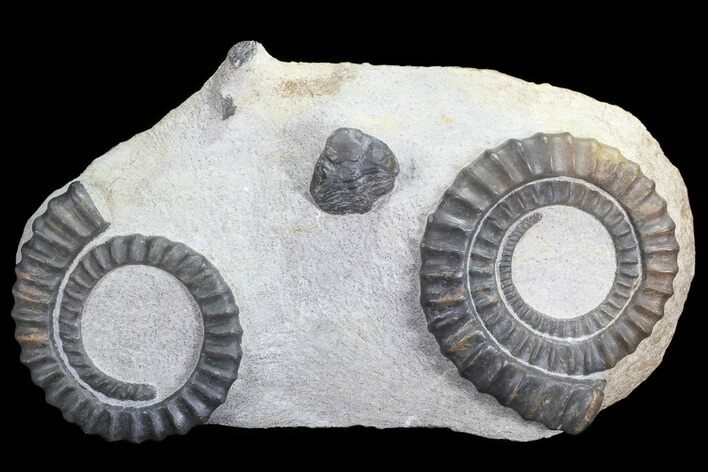 Pair of Devonian Anetoceras Ammonoids - Morocco #68775